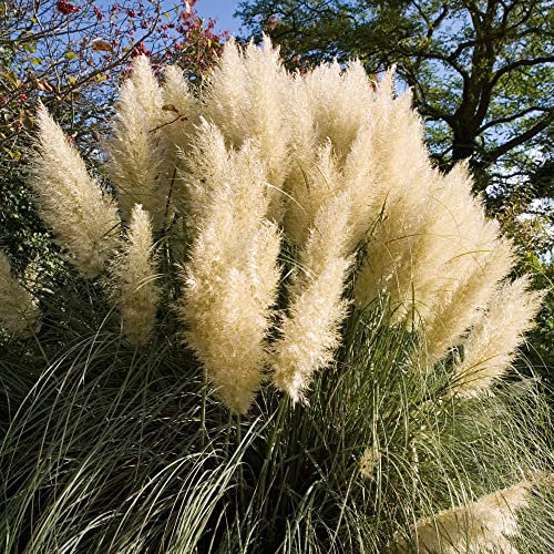 Pampas Grass Garden Ready Plant | Cortaderia Green Goblin | Evergreen Outdoor White Flowering Feature Shrub for Borders Patio in Pot (10-30cm Incl. Pot)