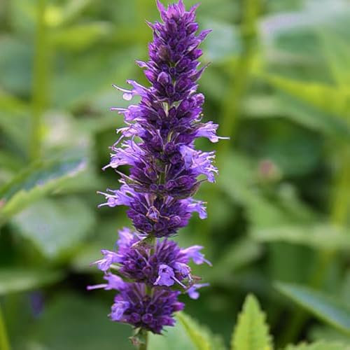 6x Anis Duftnessel - Agastache foeniculum - Topf 9x9cm