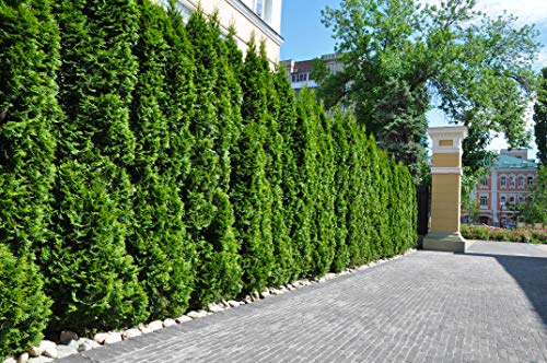 15x Thuja Smaragd 70–80 cm im Topf mit festem Ballen | Lebensbaum Heckenpflanzen | 5 m immergrüne & winterharte Sichtschutzhecke | Edelthuja | sofort pflanzbar