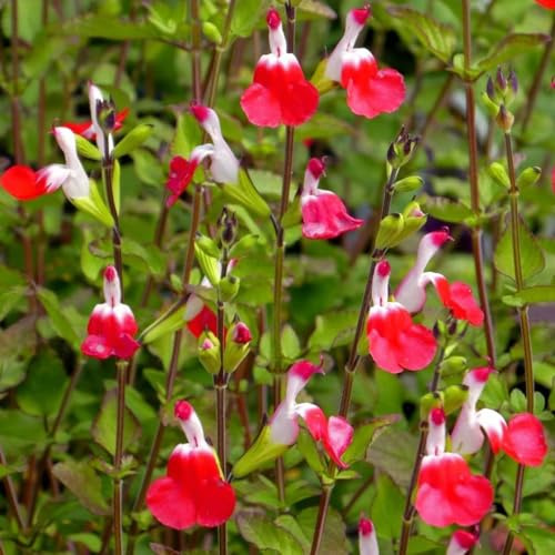 semi di salvia - da appartamento esotiche da balcone in serra balcone, decorazioni per il soggiorno Aiule rialzate per il giardino, giardino 750pcs
