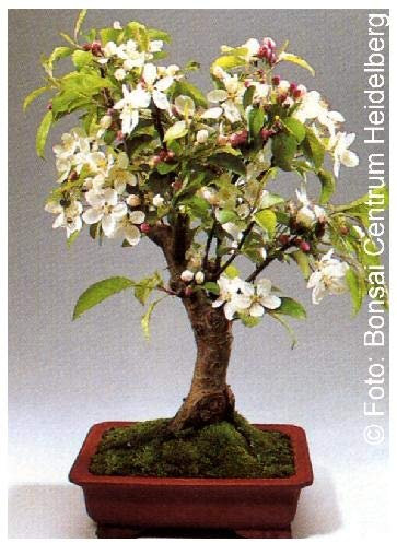 TROPICA - Pommier ornemental (Malus halliana) - 30 graines- Bonsai