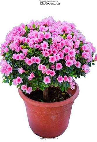 Rhododendron: Portable lined Rhododendron - Travel Journal to write in - 120 pages - 6x9