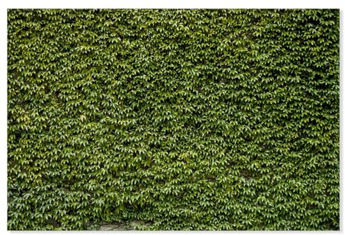 Hexoa Tableau Nature Mur de lierres - Made in France - Toile imprimée - 100x60