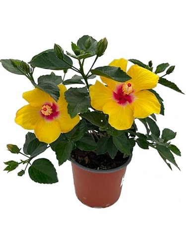 Hibiscus Amarillo Árbol Natural para el Exterior de la Casa Ideal para Principiantes