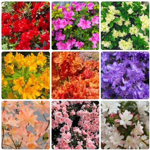 Semi di azalea, Rododendro, semi di come per gli ospiti regali per gli amanti del giardino semi di giardino di arbusti 150pcs