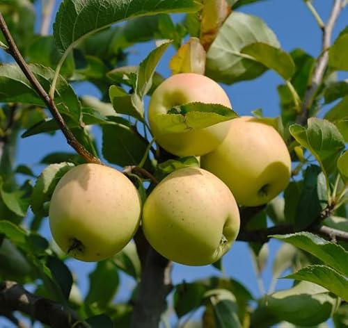 Apfelbaum `Golden Delicious´ Halbstamm, ca. 160-180cm im Topf