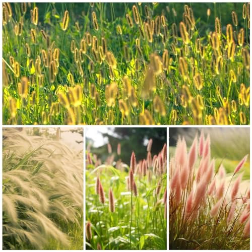 30 pcs ziergras pflanzen winterhart samen dekoration wohnzimmer Setaria, pflanzen topf balkongarten winterharte kübelpflanzen gewächshaus balkon wilder wein winterhart geschenke für