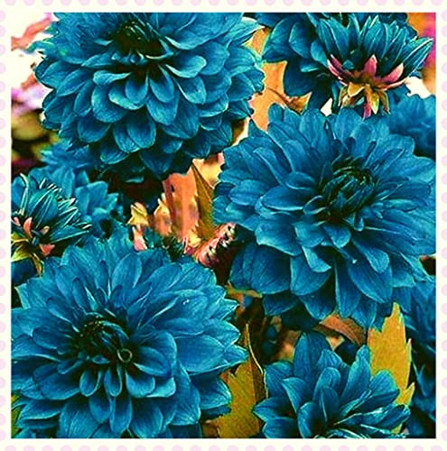 Bombillas de dalia para plantar misterioso regalo sorpresa decoración natural raíz fuerte 7 bulbos C: solo semillas