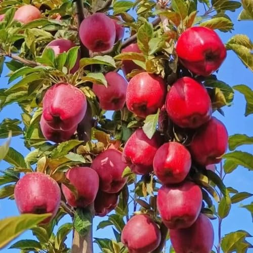 semi di melo, mela, biologici, per il giardino di vecchie varietà, tappezzanti, resistenti, esotici, 150pcs