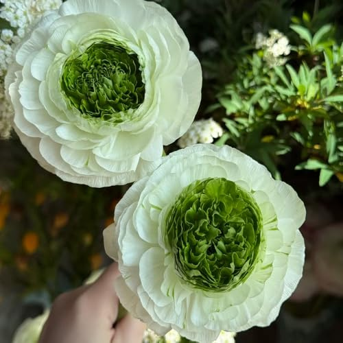 semillas de ranúnculo Decoración orgánica balcones ranúnculo de jardín semillas pradera pradera decorativas perenne balcón, inusuales 150semillas
