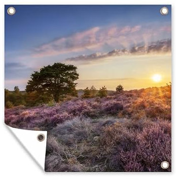 MuchoWow Outdoor-Poster Poster Wanddeko draußen Deko Garten Gartenposter 100x100 cm Blühendes Heidekraut bei Sonnenuntergang in den Niederlanden