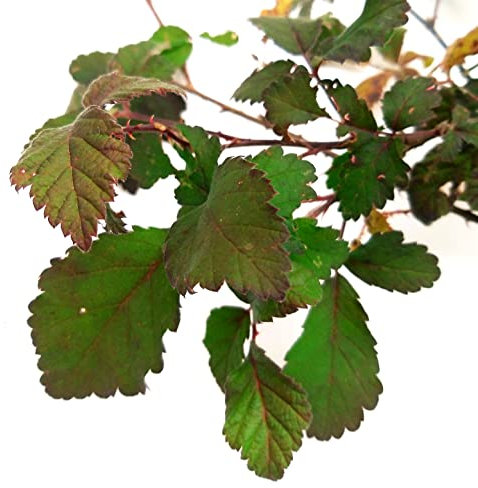 POWERS TO FLOWERS - 10 RAMI DI ROVO PER INSETTO STECCO, LUNGHEZZA MINIMA 30cm, foglie vere