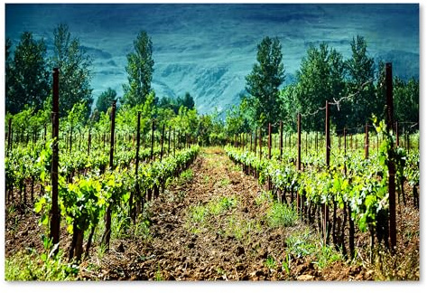 Postereck - 1441 - Vignoble, raisin, cep, vigne, nature, champ. Art Mural Impression – Décoration cuisine, nature, Poster - toile - 60,0 cm x 40,0 cm