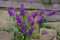Buddleja davidii 'Purple Chip' 30-40 cm - Schmetterlingsflieder, violette Blüten, Blütezeit Juli-September, kompakt, bienenfreundlich, pflegeleicht