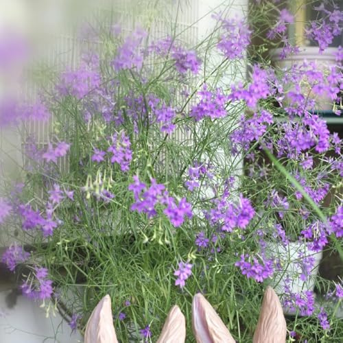 semi di delphinium resistente perenne - delphinium - giardino, d'appartamento di campo, aiuole rialzate, balcone 800pcs