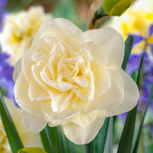 Bulbos de narciso Obdan (25 piezas), bulbos de narciso perennes y resistentes, fragantes de Holanda para jardín y maceta (sin semillas, no artificiales)