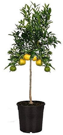 Mandarino in Vaso Ø20 cm – Agrume Dolce e Profumato – Prodotto in Sicilia dal Vivaio uJardinu – Pianta Sempreverde da Esterno e Terrazzo