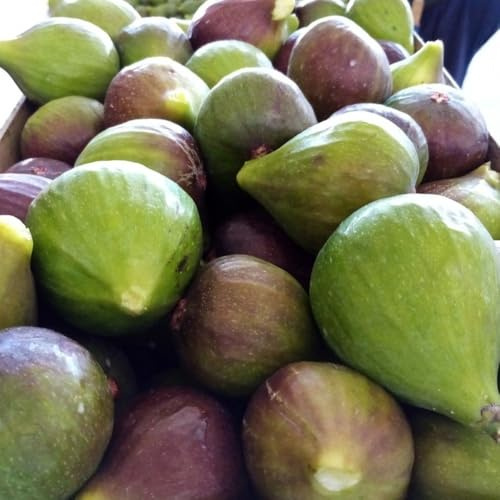 PIANTA DA FRUTTO FICO SANT'ANTONIO in vaso 20 età 2/3 anni