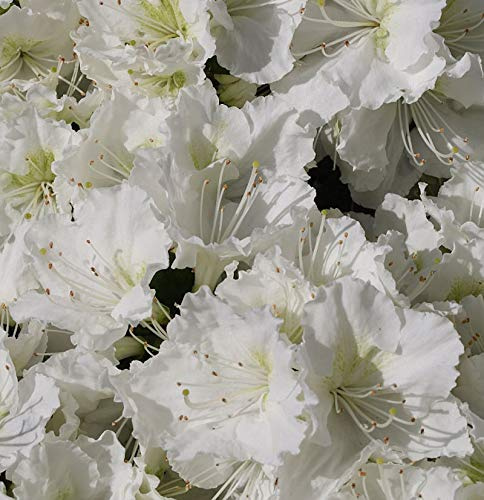 Japanische Azalee Maischnee® 30-40cm - Rhododendron obtusum - Zwerg Alpenrose - lebende Gartenpflanze aus den Baumschulen