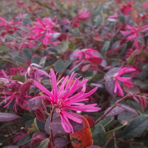 AMDGarden Pianta LOROPETALUM CHINENSE FIRE DANCE cespuglio di fuoco VASO 18CM