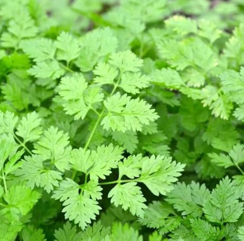 1 Pack of 1g SEEEDS Chervil