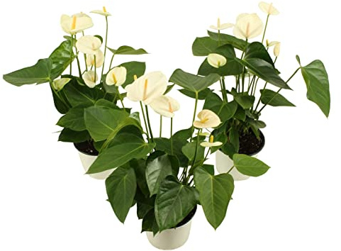 Trio Anthurium Samora Color Blanco Flores Blancas Naturales de Interior