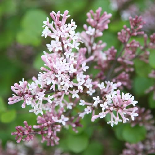 Plant Theory 50cm - 60cm Grafted Palibin Korean Lilac Syringa Meyeri Shrub Plant 12L Pot