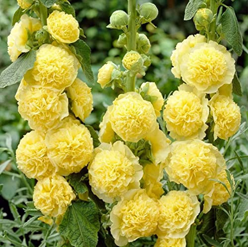 Votaniki Hollyhocks Alcea Rosea Yellow Roots - Long-Lasting Chater's Yellow, Perennial Flowering Roots | Vibrant Blooms - Easy to Grow (1 Pack)