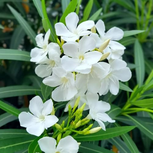 semillas resistentes de adelfa - perenne exóticas jardín orgánicas balcón, raras 6pcs