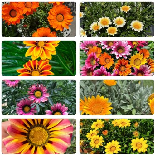 Mittagsgold kräuterbeet frühlingsblumen indoor garten blumensaat wildblumensamen mehrjährig winterhart steinpflanzen winterhart kräutersamen bodendecker gartensamen schnittblumen 25samen