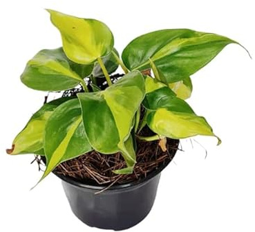Philodendron Brasil Planta Natural de Belleza Colgante