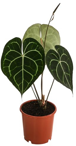 Dehner Herzblattblume, weiß gemustertes Laub, ca. 15 cm, Ø Topf 12 cm | Anthurium clarinervium, tropische Zimmerpflanze, luftreinigend, für sonnige bis halbschattige und luftfeuchte Standorte
