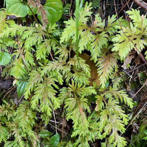 rose von jericho kaufen - mehrjährige hochbeet balkon luftreinigende zimmerpflanzen gartendeko für draußen 5zwiebeln