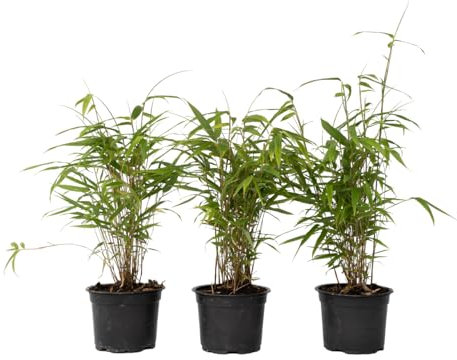 Plant in a Box - Fargesia Grex - Bambou bleu - Set de 6 - Bambou non traçant - Résistant au froid - Pot 13cm - Hauteur 25-40cm