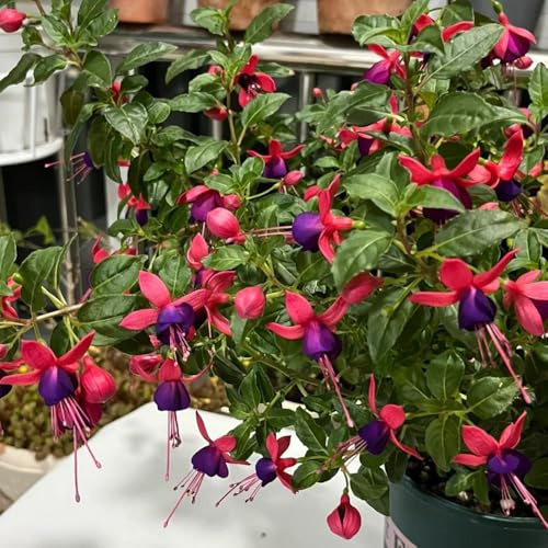 fuchsien kaufen, exotische balkon bio, alte sorten 100samen