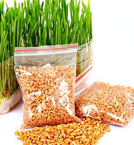 Natural Organic Kitty Cat Oat Grass Plants for Indoors or Outdoor, Prevent Hairball Oat Grass Seeds for Cat Small Animall 10g-1kg (10g)