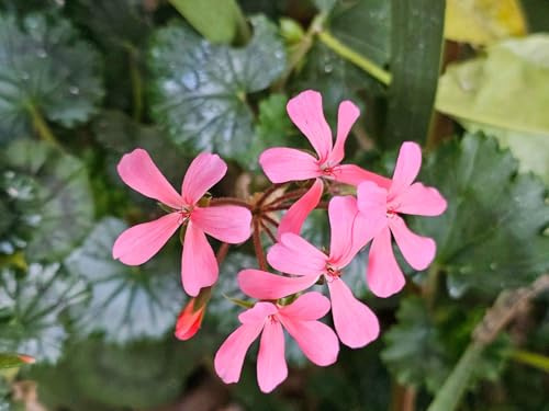 Pelargonium 'Eclipse' / Géranium hybride/Conteneur de 3 à 4 litres/Vivace Odorante