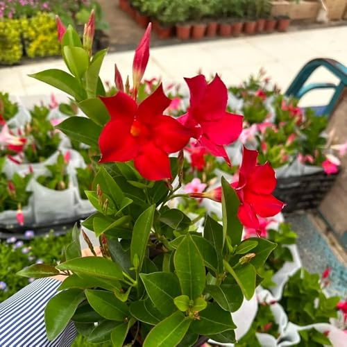 Semillas de mandevilla, dipladenia sanderi, variedades antiguas, decoración. 50pcs