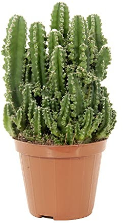 DECOALIVE Cactus del Ordenador Planta Natural Anti Radiaciones