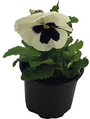 Pensamiento Planta Natural Ideal para Deocrar el Hogar Durante el Invierno