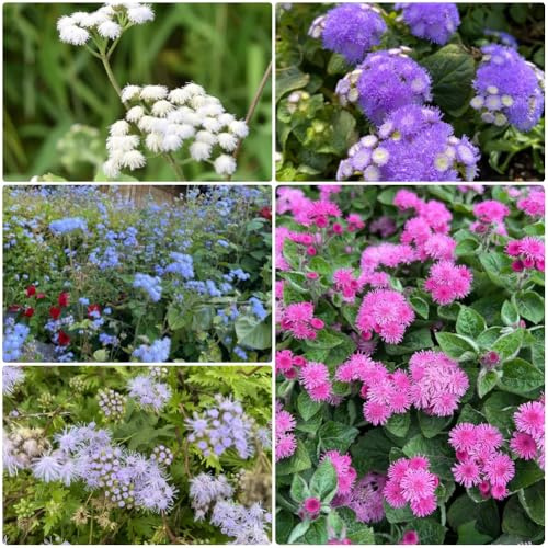 Semillas de Ageratum - para lugares soleados Conyzoides de Ageratum - Semillas resistentes para de jardín exóticas silvestres 300pcs
