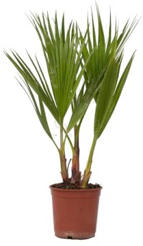Plant in a Box - Washingtonia Robusta - Mexikanische Fächerpalme - Palmen Winterhart draußen - Topf 15cm - Höhe 50-60cm