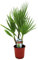 Plant in a Box - Washingtonia Robusta - Mexikanische Fächerpalme - Palmen Winterhart draußen - Topf 15cm - Höhe 50-60cm