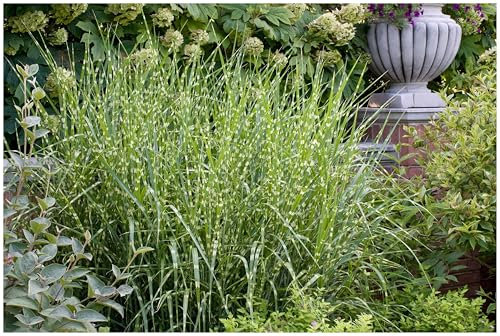 3 x Miscanthus sinensis 'Giraffe' im 1 Liter Topf (Ziergras/Gräser/Winterhart/Mehrjährig/Staude) Zebra Chinaschilf - Ziergras mit einzigartigem Streifenlook - von Stauden Gänge