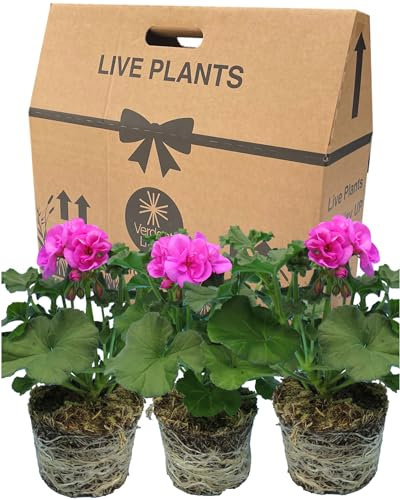 Geranium Plants Live for Planting - 3 Large 1ltr Pot Size Garden Ready, Well Rooted, Established Pot Bedding. Add Flower Colour to Containers, Baskets, Patio & Beds. Purple & Mauve Flowers