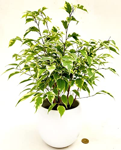 FICUS BENJAMIN VARIEGATO IN VASO CERAMICA BIANCO SFERICO, VASO 14CM DIAMETRO, pianta vera