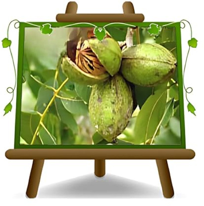 EURO PLANTS VIVAI Noce Pecan Apache Pianta da Frutto in Vaso 20x26 cm, Altezza 120-140 cm, 2 Anni