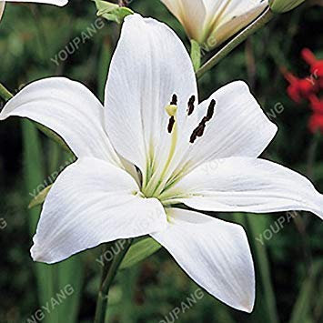 Verkauf CALDO 200 PCS 25 Farben Lily Semi Economici Lilies Profumi Semi Raro Fiore di Colore Giardino impianto di miscelazione varietà differenti Grigio Chiaro