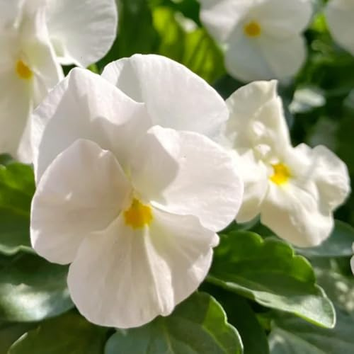 semi viola cornuta - ornamentali ufficio vaso giardino resistente di 500pcs