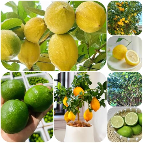 semillas de limonero raras, interior, limonero exóticas en resistentes al aire libre 300pcs